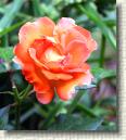Rose 2 * 521 x 648 * (141KB)